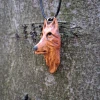 Pieśń Dzikiego Lasu – głowa wilka / Song of the Wild Forest – wolf head